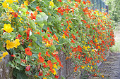 Nasturtiums in bloom on a low wall, Gardens, Haut-Rhin, Alsace, France