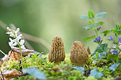 Morel (Morchella conica), Rhine forests, Haut-Rhin, Alsace, France
