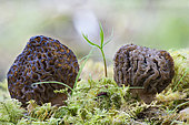 Morel (Morchella conica), Rhine forests, Haut-Rhin, Alsace, France