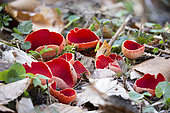 Scarlet cup fungus (Sarcoscypha coccinea), Doller Valley, Haut-Rhin, Alsace, France