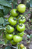 Tomato, Summer vegetable, Vegetable garden, Jardins d'Alsace, Haut-Rhin, France