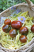 Tomato and butter bean, Summer vegetable, Vegetable garden, Jardins d'Alsace, Haut-Rhin, France