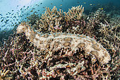 Graeffe's sea cucumber (Pearsonothuria graeffei), Raja Ampat, Indonesia