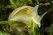 Pond snail (Ampullaceana balthica), Buèges spring, Hérault, France