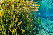 Aquatic vegetation (Potamogeton nodosus) and Minnows (Phoxinus phoxinus) in the basin of the Buèges spring, Hérault, France