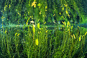 Aquatic vegetation (Potamogeton nodosus) in the basin of the Buèges spring, Hérault, France