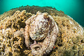 Poulpe commun (Octopus vulgaris), au large de Capbreton, Landes, France