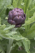 Purple artichoke (Cynara scolymus)