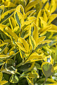 Euonymus japonicus 'Elegantissimus Aureus'