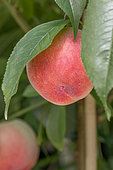 Prunus persica 'Peach Me Red', dwarf fruit tree