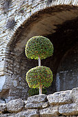 Potted boxwood, cut as a ball, under a stone arch, Vaucluse, France