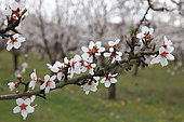 Branch of almond tree (Purnus dulcis) in bloom in spring, Vaucluse, France