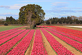Tulip fields in bloom in spring, Vaucluse, France