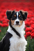 Portrait of an Australian shepherd in front of a field of tulips