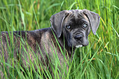 Portrait of a puppy Cane Corso in tall grass