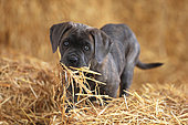 Puppy Cane Corso with straw in the mouth