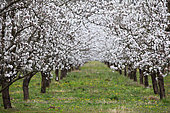 Almond orchards in bloom in Provence, France