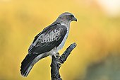 Booted Eagle (Hieraaetus pennatus) on a branch, Spain