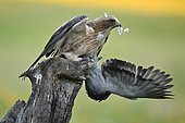 Booted Eagle (Hieraaetus pennatus) plucking a pigeon, Spain