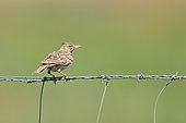Crested lark (Galerida cristata) on barbed wire- Spain