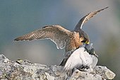Peregrine Falcon (Falco peregrinus) eating a pigean - Spain