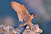 Peregrine Falcon (Falco peregrinus) eating a pigean - Spain