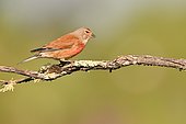 Common Linnet (Linaria cannabina) male on a branch, Spain