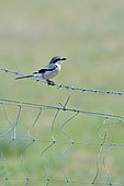 Great grey Shrike (Lanius excubitor) on a barbed wire, Spain