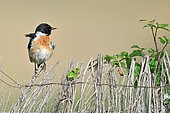 Stonechat (Saxicola torquata) on a barbed wire - Spain