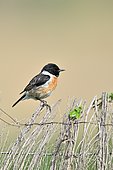 Stonechat (Saxicola torquata) on a barbed wire - Spain