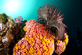 Reef Scene with Common Sun Coral (Tubastrea sp) and open Crinoid (Comatulida Order) with sun in background, Eagle Rock dive site, Horseshoe Bay, Nusa Kode, south Rinca Island, Komodo National Park, Indonesia