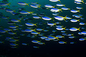 School of Blue and Yellow Fusiliers (Caesio teres), Crystal Rock dive site, Gili Lawa Laut Island, north of Komodo Island, Komodo National Park, Indonesia