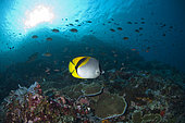 Lined Butterflyfish (Chaetodon lineolatus) with fish and sun in background, Batu Bulong dive site, Tatawa Besar Island, between Komodo and Flores islands, Komodo National Park, Indonesia