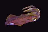 Bigfin Reef Squid (Sepioteuthis lessoniana), night dive, Torpedo Alley dive site, Horseshoe Bay, Nusa Kode, south Rinca Island, Komodo National Park, Indonesia