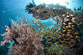 Banc de Poisson-hachette (Parapriacanthus sp) sur un récif corallien avec le soleil en arrière-plan, île de Tatawa Besar, entre les îles de Komodo et de Flores, parc national de Komodo, Indonésie