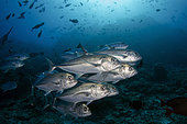 School of Bigeye Trevally (Caranx sexfasciatus), Crystal Rock dive site, Gili Lawa Laut, north of Komodo Island, Komodo National Park, Indonesia