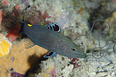 Arrowhead Soapfish (Belonoperca chabanaudi), Pasir Tidore dive site, Weda, Halmahera, North Maluku, Indonesia, Halmahera Sea