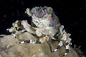 Corallimorph Decorator Crabs (Cyclocoeloma tuberculata) camouflaged with Corallimorph coral (Discosomatidae Family), Tanjung Uli dive site, night dive, Weda, Halmahera, North Maluku, Indonesia, Halmahera Sea
