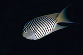 Zebra Angelfish (Genicanthus caudovittatus), Gorango Mini dive site, Weda, Halmahera, North Maluku, Indonesia, Halmahera Sea
