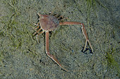 Fleeting Purse Crab (Myra fugax), Bandara dive site, night dive, Weda, Halmahera, North Maluku, Indonesia, Halmahera Sea