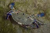 Blood-spotted Swimming Crab (Portunus sanguinolentus), Bandara dive site, night dive, Weda, Halmahera, North Maluku, Indonesia, Halmahera Sea