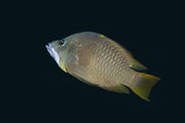 Male Latent Slingjaw Wrasse (Epibulus brevis), Gorango Mini dive site, Weda, Halmahera, North Maluku, Indonesia, Halmahera Sea