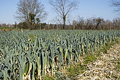 Field of leeks in the collective garden Les Pot'iront in Décines. Shared garden and planting in open fields. Garden allowing members to have baskets of organic vegetables at a lower cost, Lyon, France