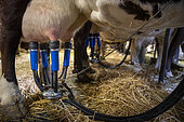 Cow in a cowshed during milking equipped with an electric milking machine to collect the milk that will later be transformed into Reblochon cheese, La Clusaz, haute-Savoie, France