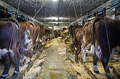 Abundance cows in a barn to make reblochon with the milk, La Clusaz, Haute-Savoie, France