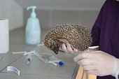 Injured and partially blind hedgehog being cared for by a young woman at the wild animal care centre of the association L'Hirondelle. The association takes care of all wild birds and mammals in distress with the aim of releasing them into their natural environment, Saint Forgeux, Rhone, France