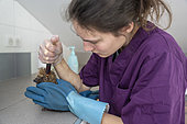 Injured and partially blind hedgehog being cared for by a young woman applying disinfectant at the wild animal care centre of the association L'Hirondelle. The association takes care of all wild birds and mammals in distress with the aim of releasing them into their natural environment, Saint Forgeux, Rhone, France, EDITORIAL ONLY.