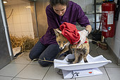 Young fox, 2 month old cub probably hit by a car with fractures in its hind legs, treated and weighed to check its weight curve by a young woman, a carer at the wild animal care centre of the association L'Hirondelle. The association takes care of all wild birds and mammals in distress with the aim of releasing them into their natural environment, Saint Forgeux, Rhone, France. EDITORIAL ONLY.