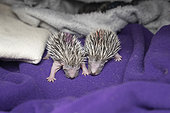 Young baby hedgehog between 1 and 2 days old in the care centre for wild animals of the association L'Hirondelle. The association takes care of all wild birds and mammals in distress with the aim of releasing them into their natural environment, Saint Forgeux, Rhone, France.