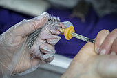 Young baby hedgehog, between 1 and 2 days old, being fed by a young woman, who is a carer at the wild animal care centre of the association L'Hirondelle. The association takes care of all wild birds and mammals in distress with the aim of releasing them into their natural environment, Saint Forgeux, Rhone, France.
